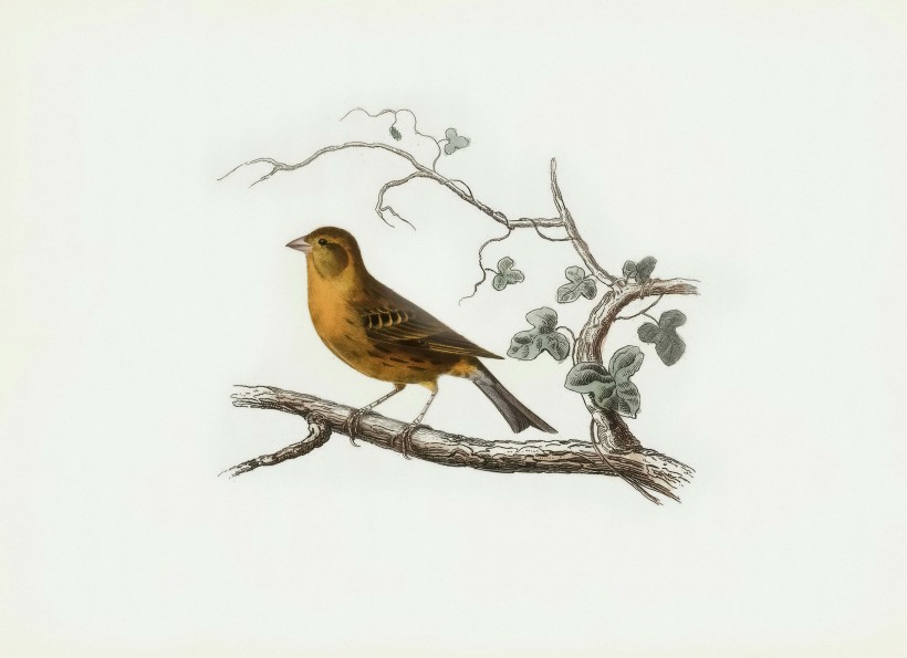 canary